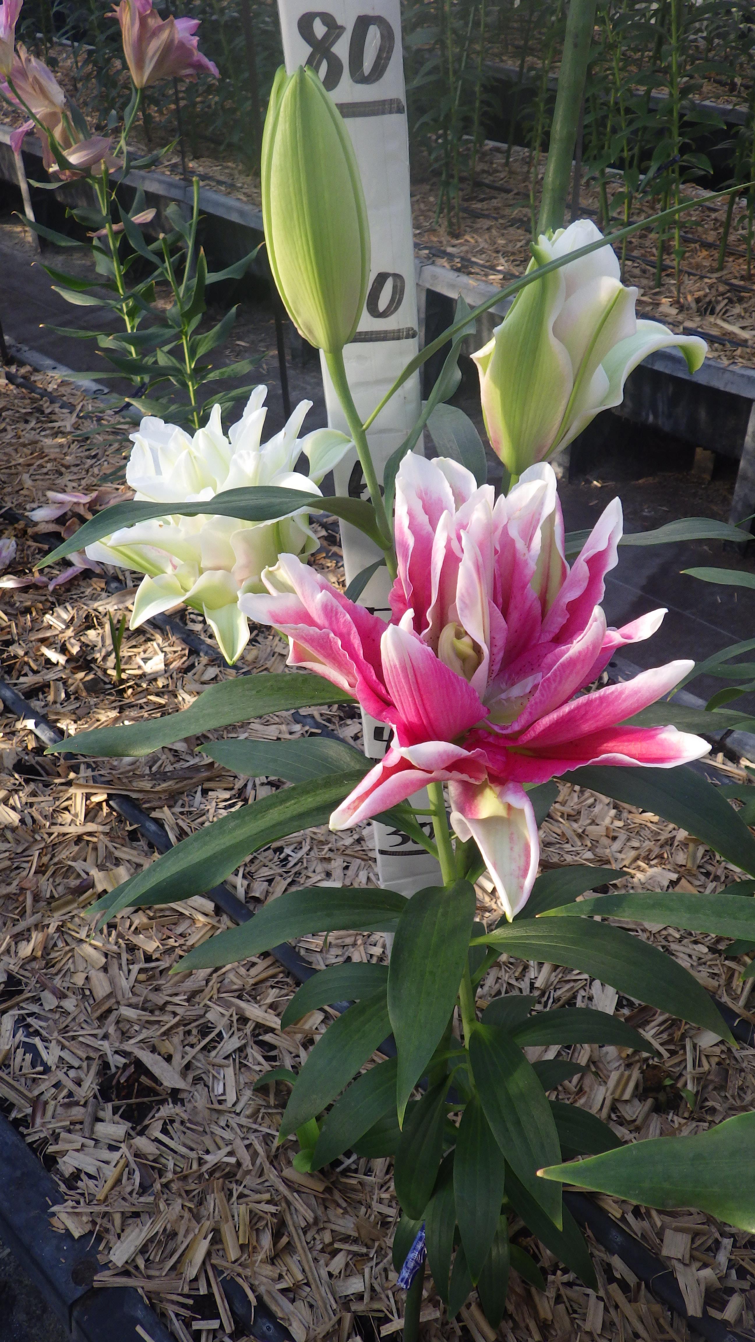 ダブルファンタジー(八重）